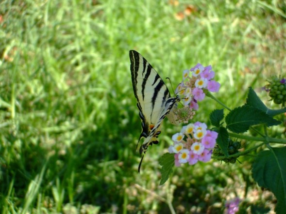 swallowtail.jpg