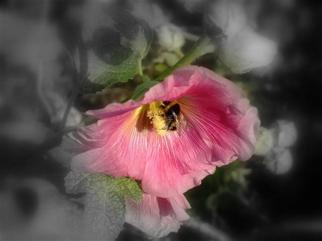 Flower_and_Bee__Large___Small_.jpg