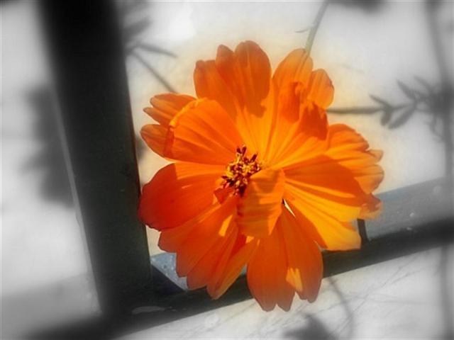 Orange_Flower__Large___Small_.jpg