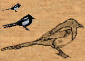 MAGPIE.png