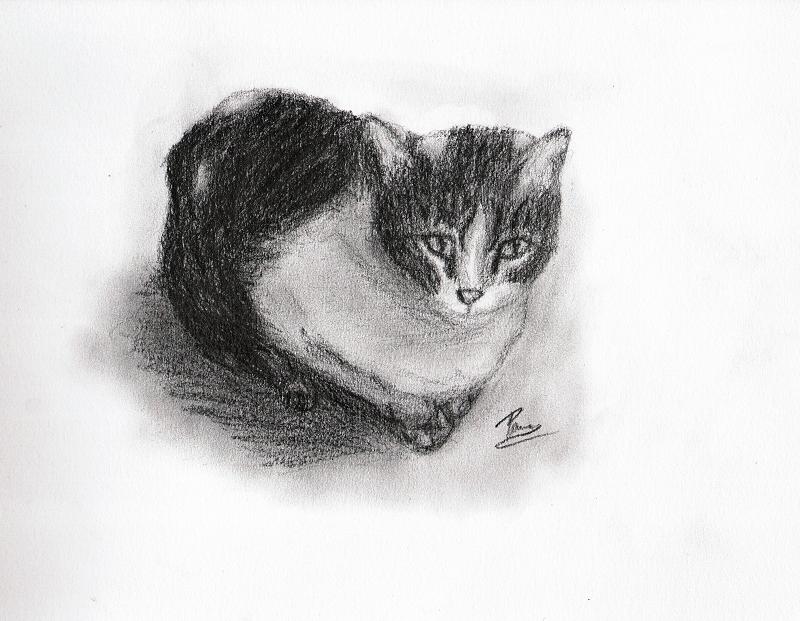 Little_kitty_SHS.JPG