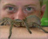 Baboon_Spider.jpg