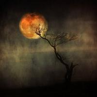 DraconicCynic's Photo